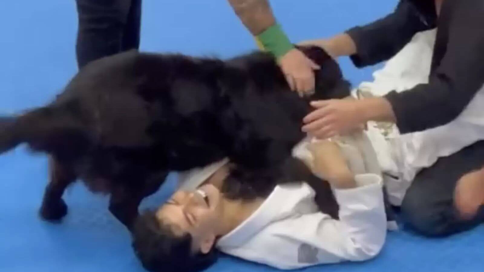 Cachorro interrompe luta de jiujitsu