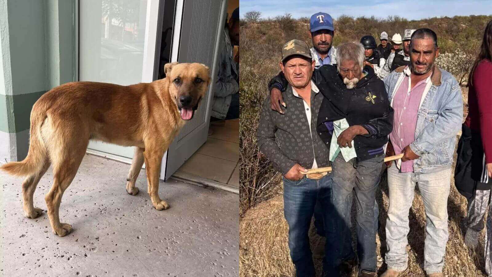 Cachorro ajuda a encontrar idoso desaparecido