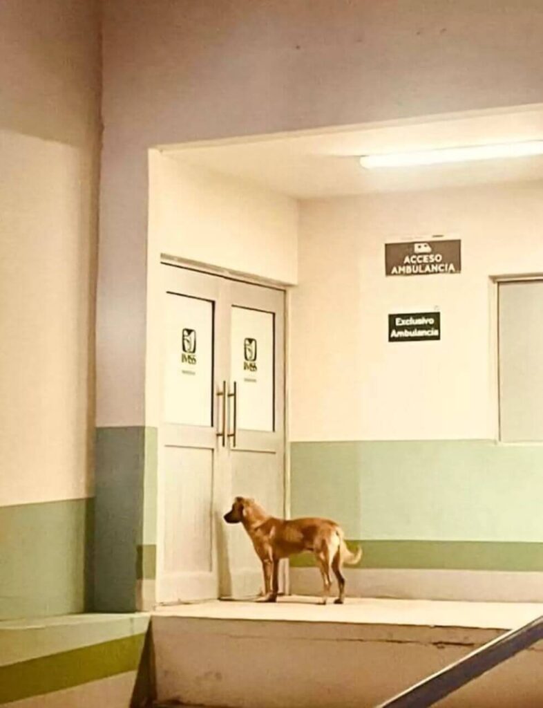 Cachorro em porta de hospital