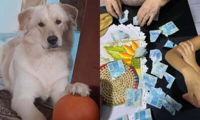 Cachorro rasga notas de R$ 100