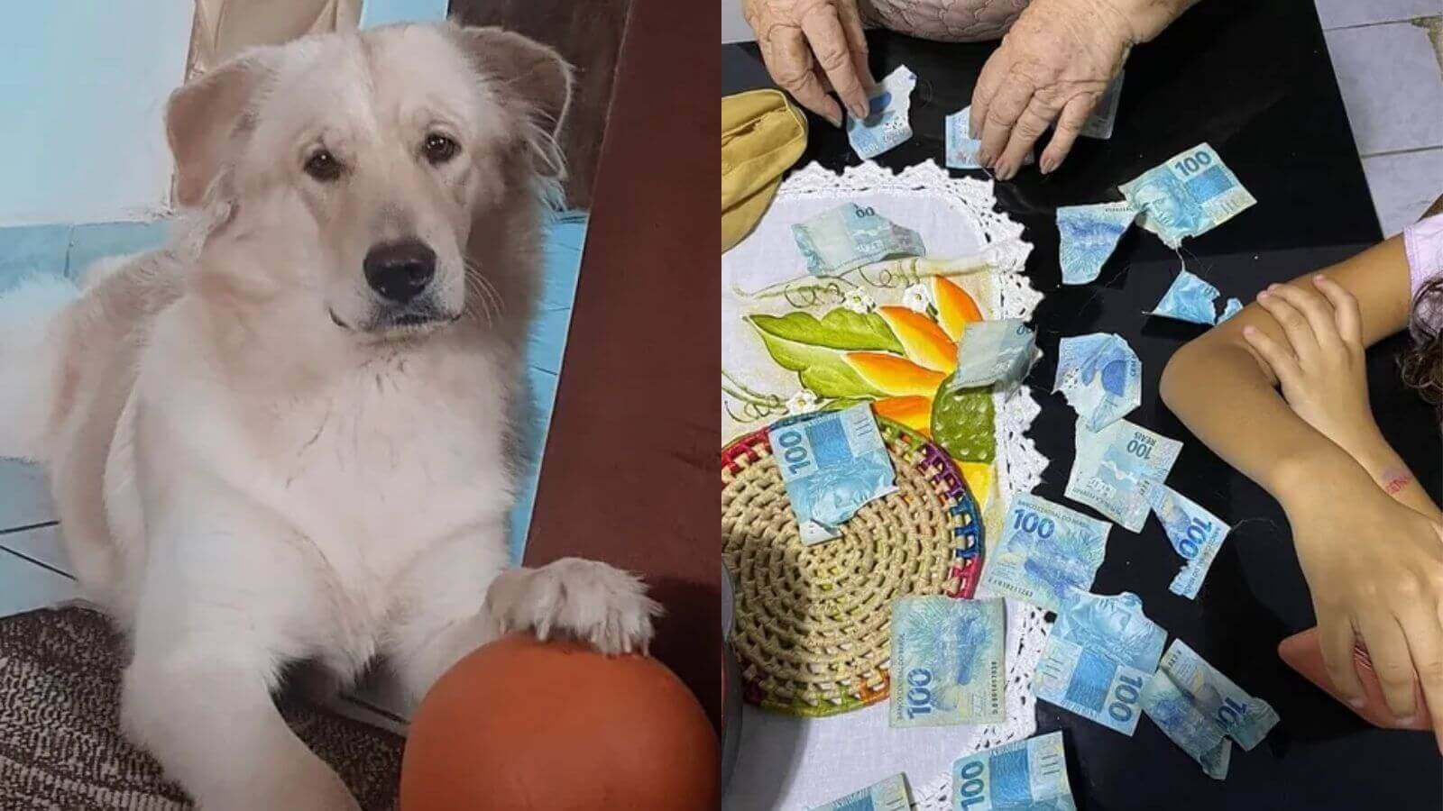 Cachorro rasga notas de R$ 100