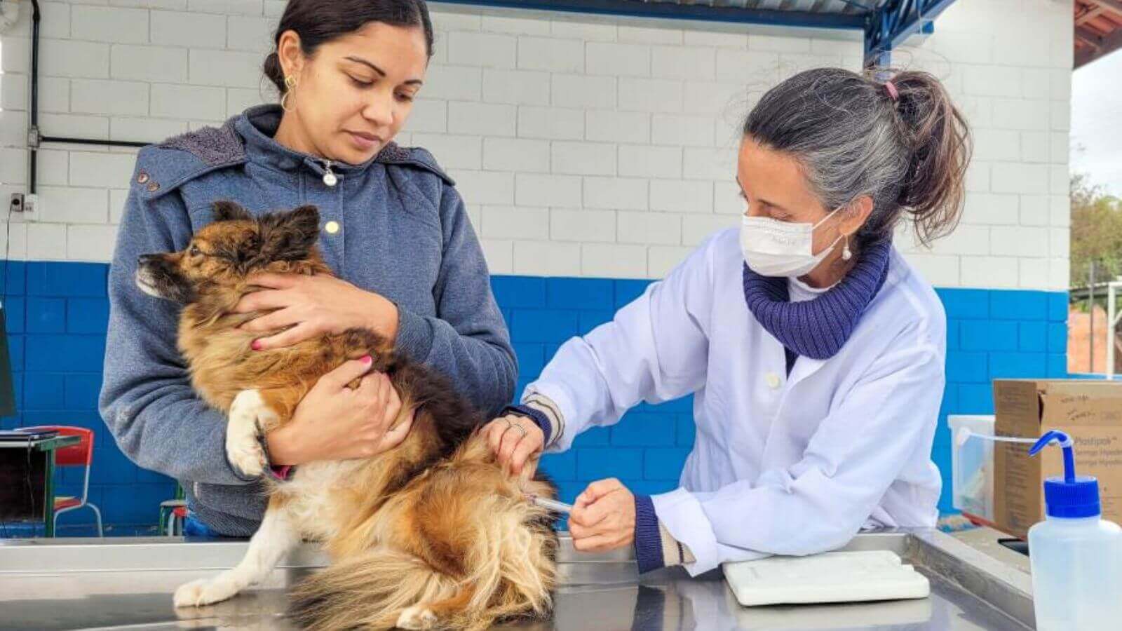 Cachorro sendo vacinado contra raiva