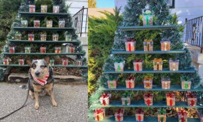 Árvore de Natal com comida de cachorro