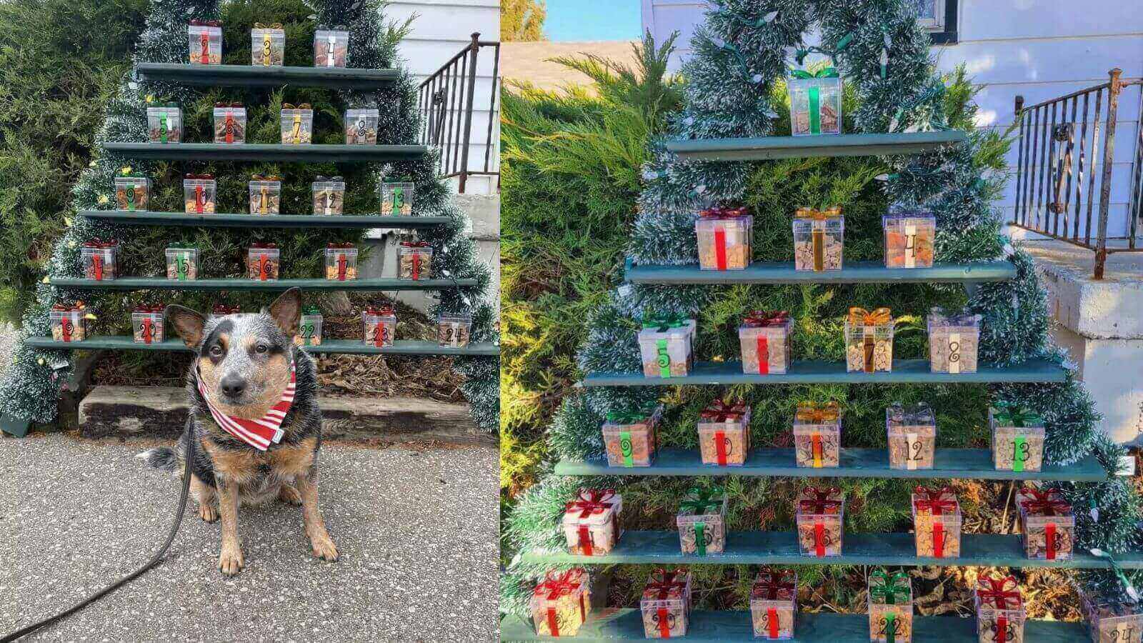 Mulher cria árvore de Natal com petiscos para cachorros do bairro