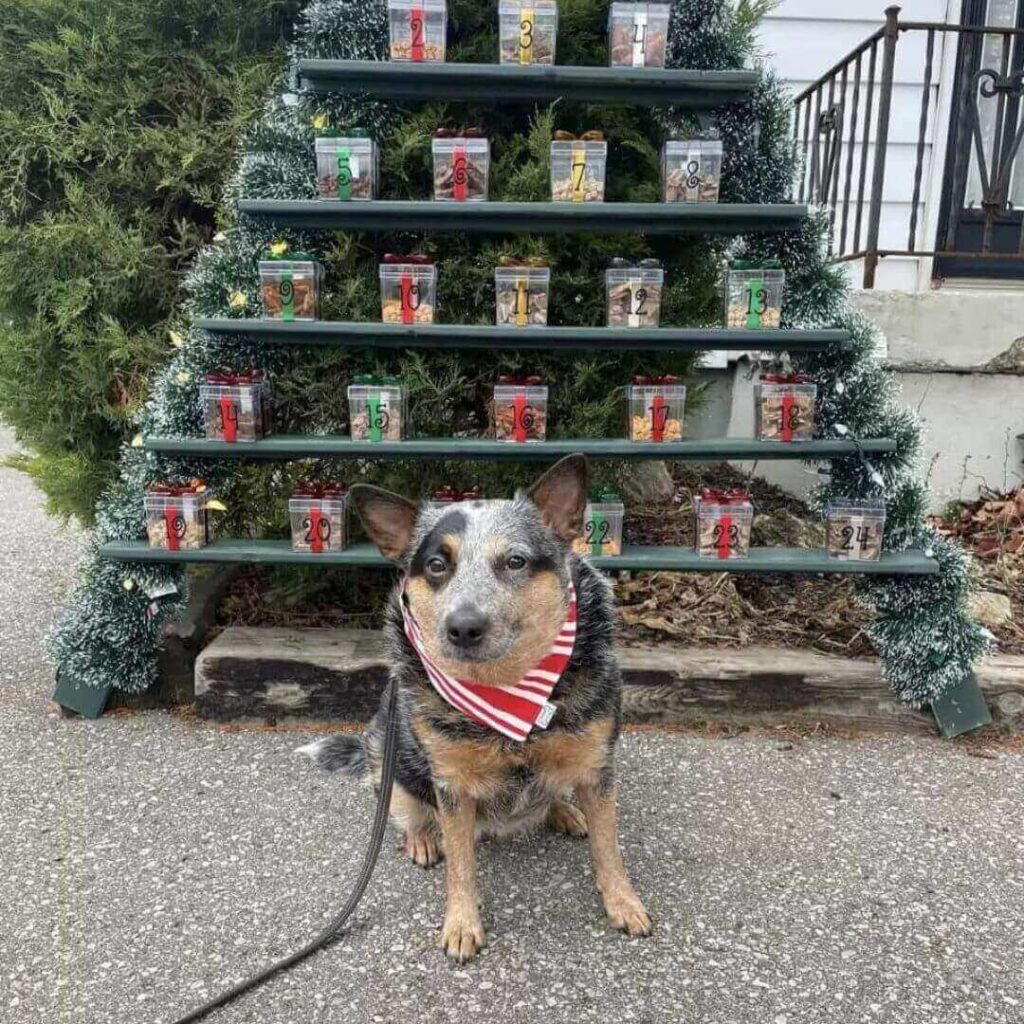 Árvore de Natal com comida de cachorro