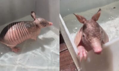 Tatu tomando banho