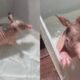 Tatu tomando banho
