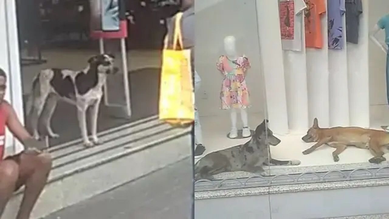 cães-entram-em-loja-compressed