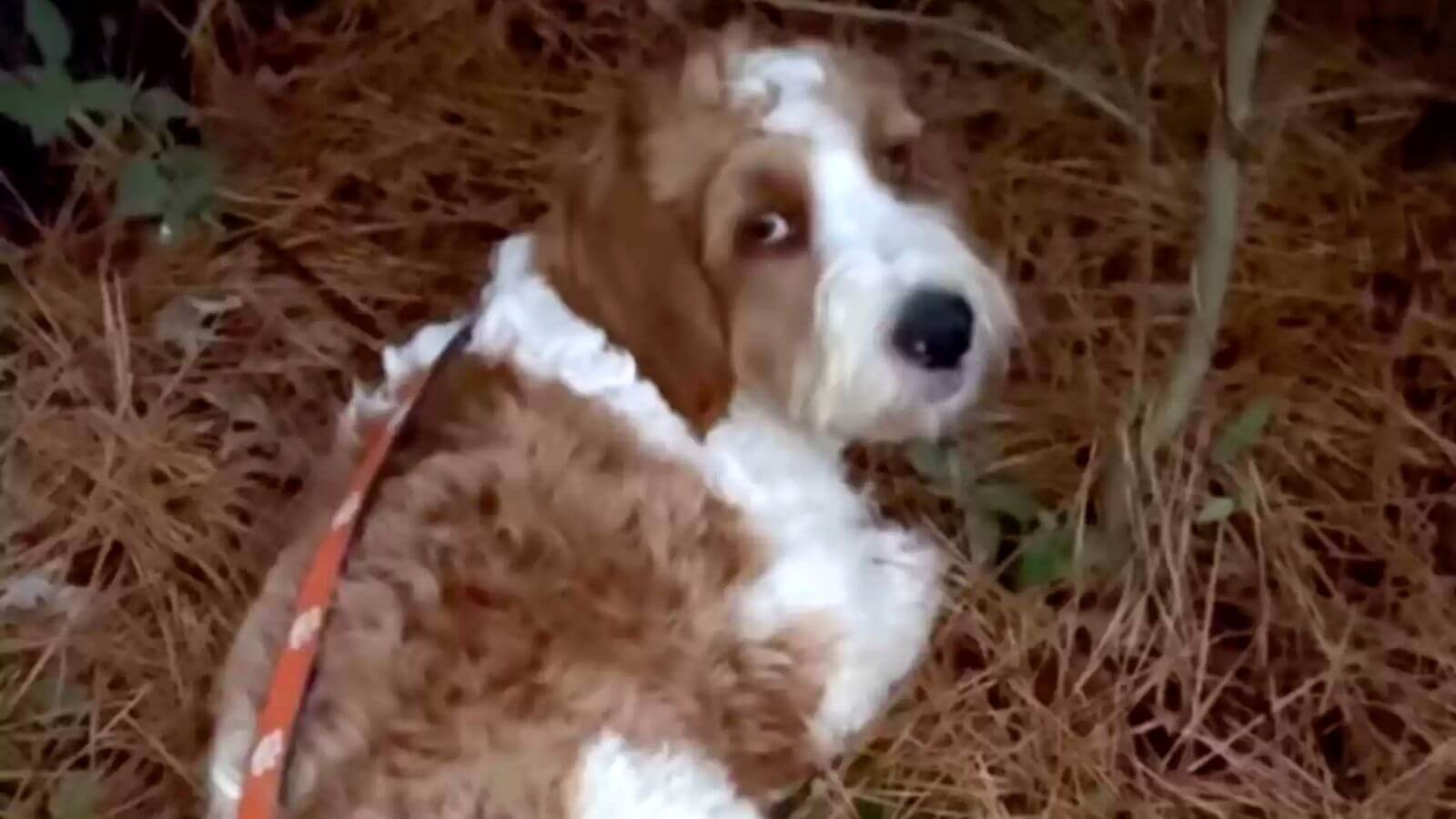 Cachorro abandonado em floresta