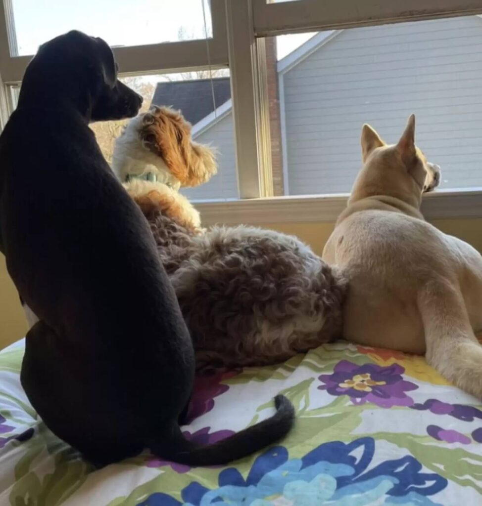 Cachorros olhando em janela