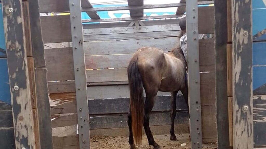 Cavalo abandonado em Várzea Paulista