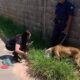 Guarda de Campo Limpo Paulista resgata cachorro