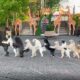 14 cachorros dançando Conga