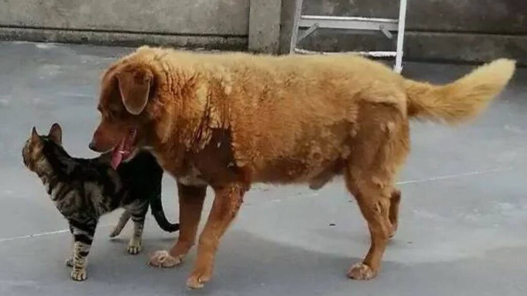 Cachorro mais velho do mundo