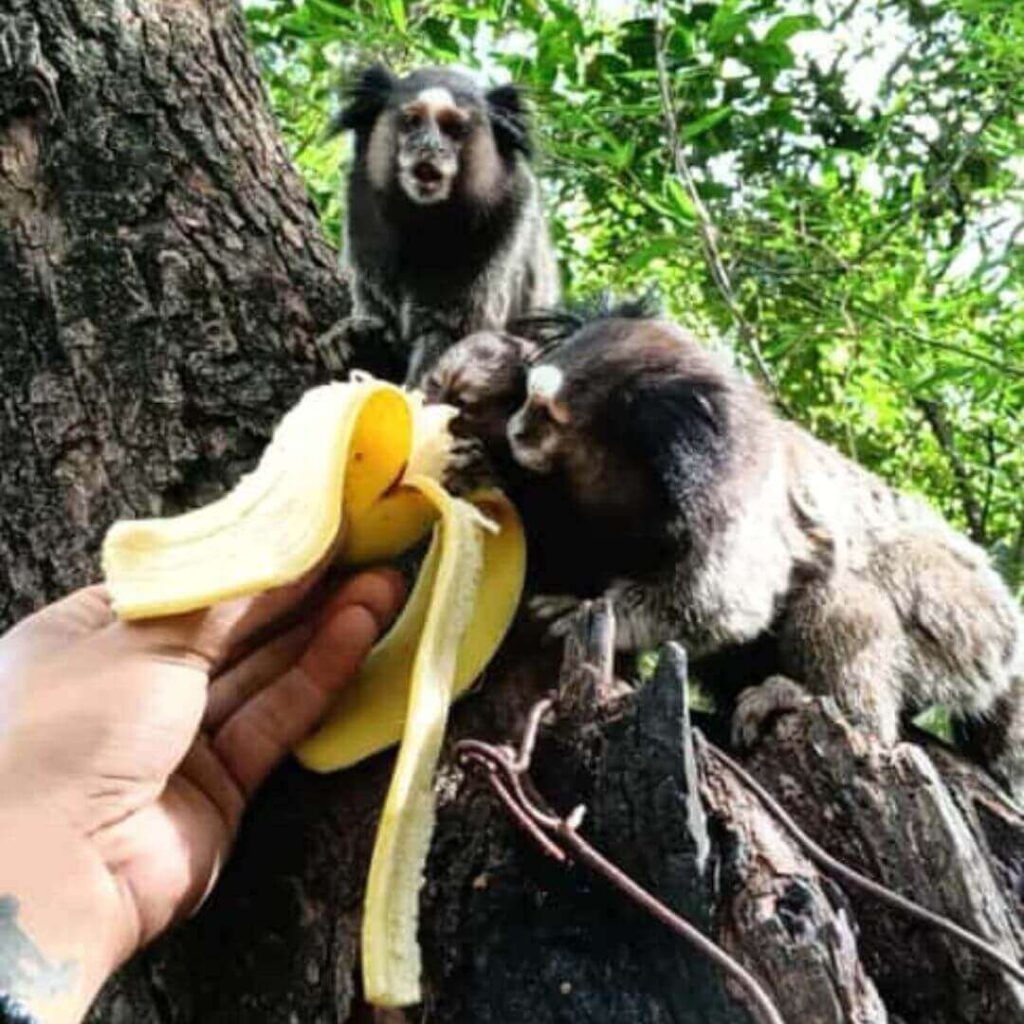 Amigos fazem a diferença com ação de limpeza em trilhas de Jundiaí