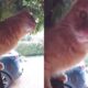 Gato laranja aprende a tocar campainha