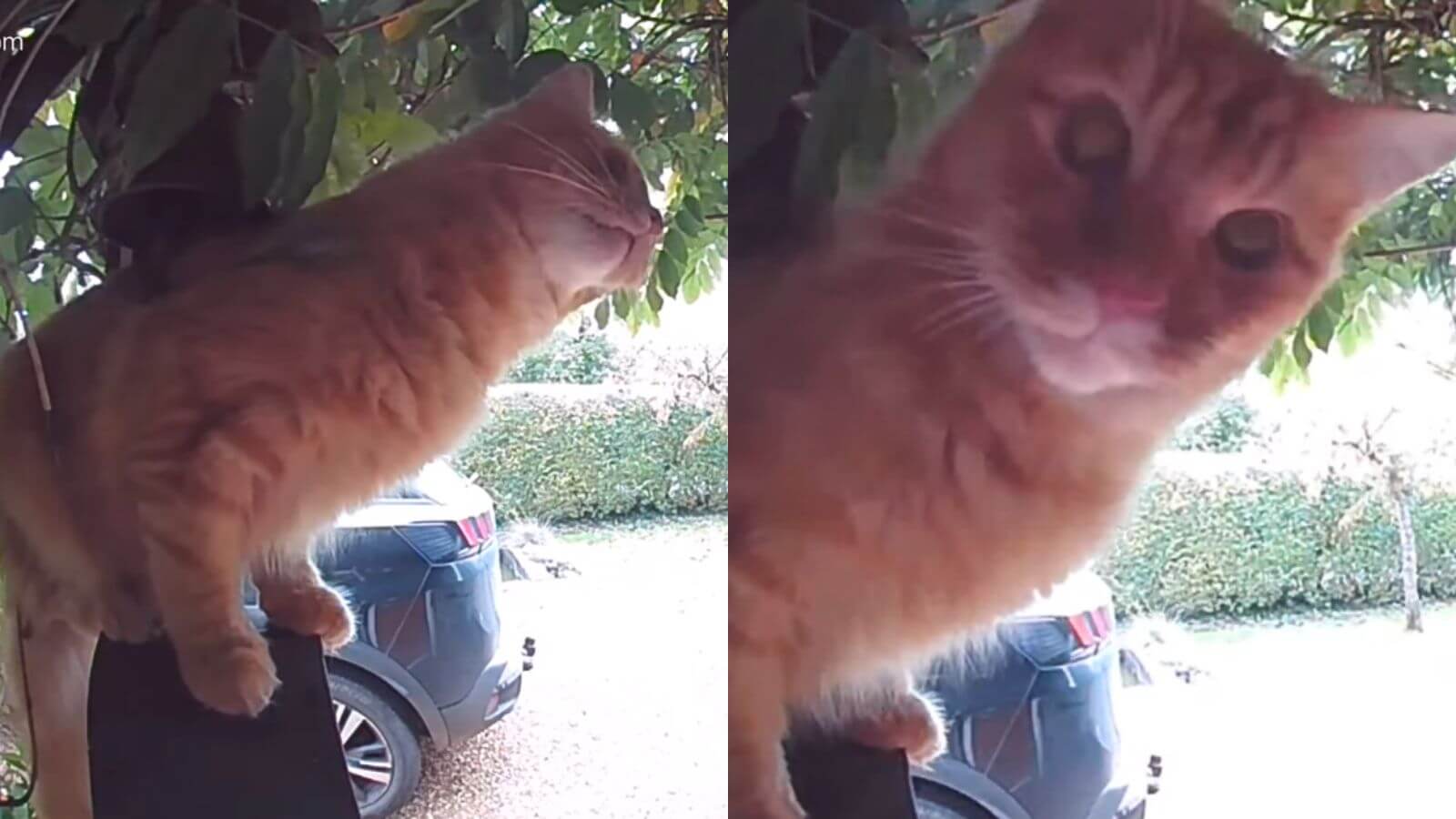 VÍDEO: gato esperto aprende a usar a campainha para entrar em casa