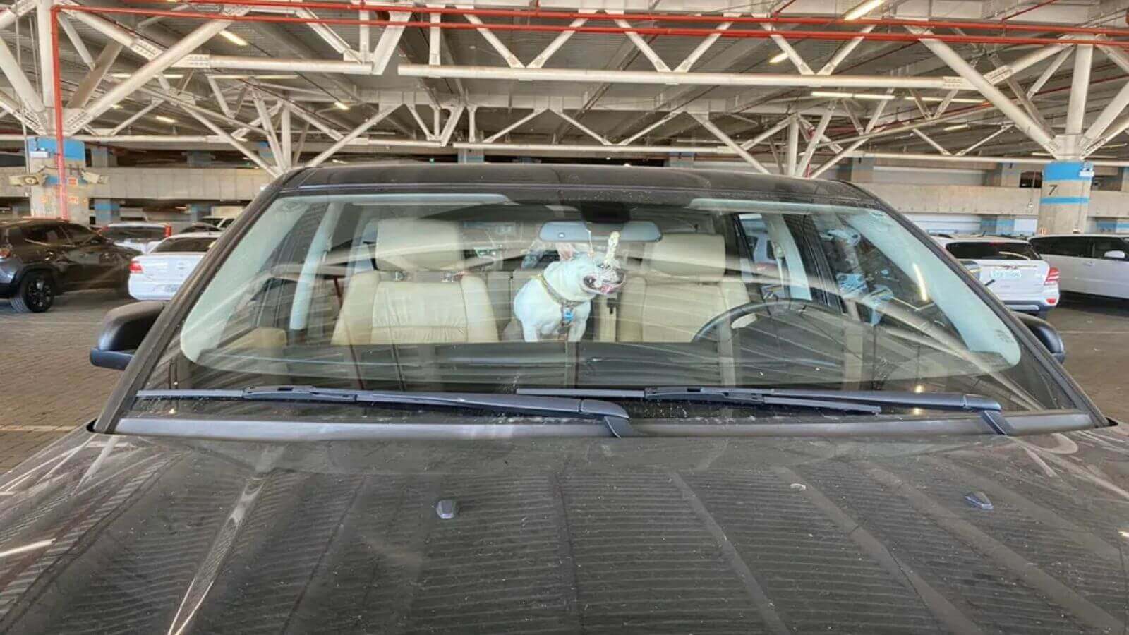 Cachorro preso dentro de carro