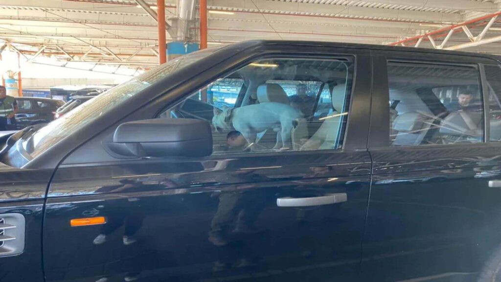 Cachorro preso dentro de carro