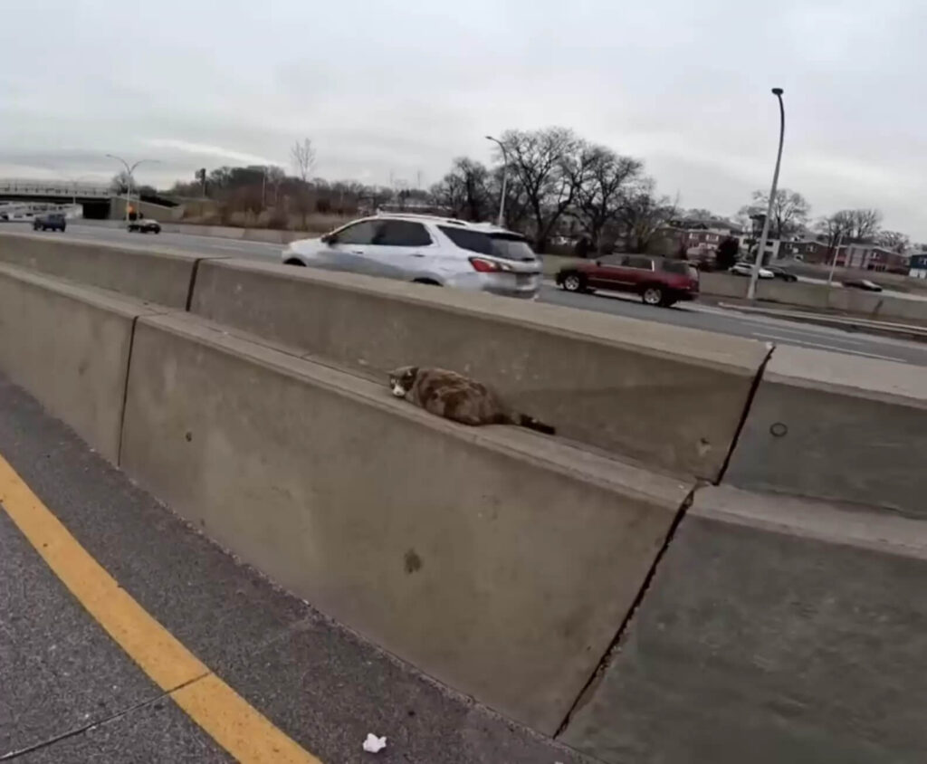 Gato perdido resgatado em rodovia