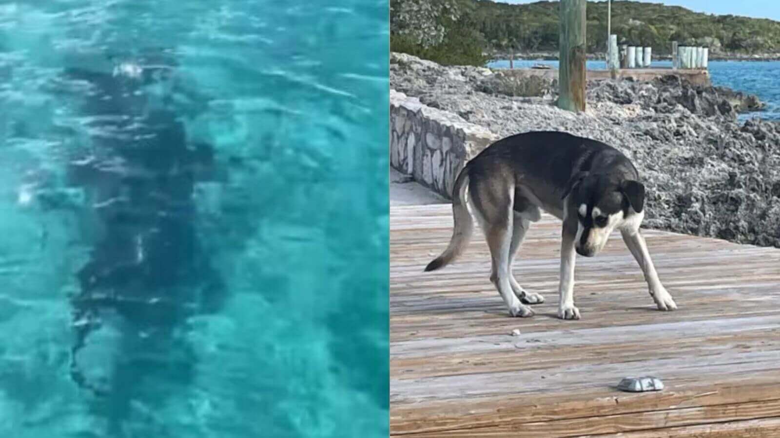 Cachorro luta com tubarão