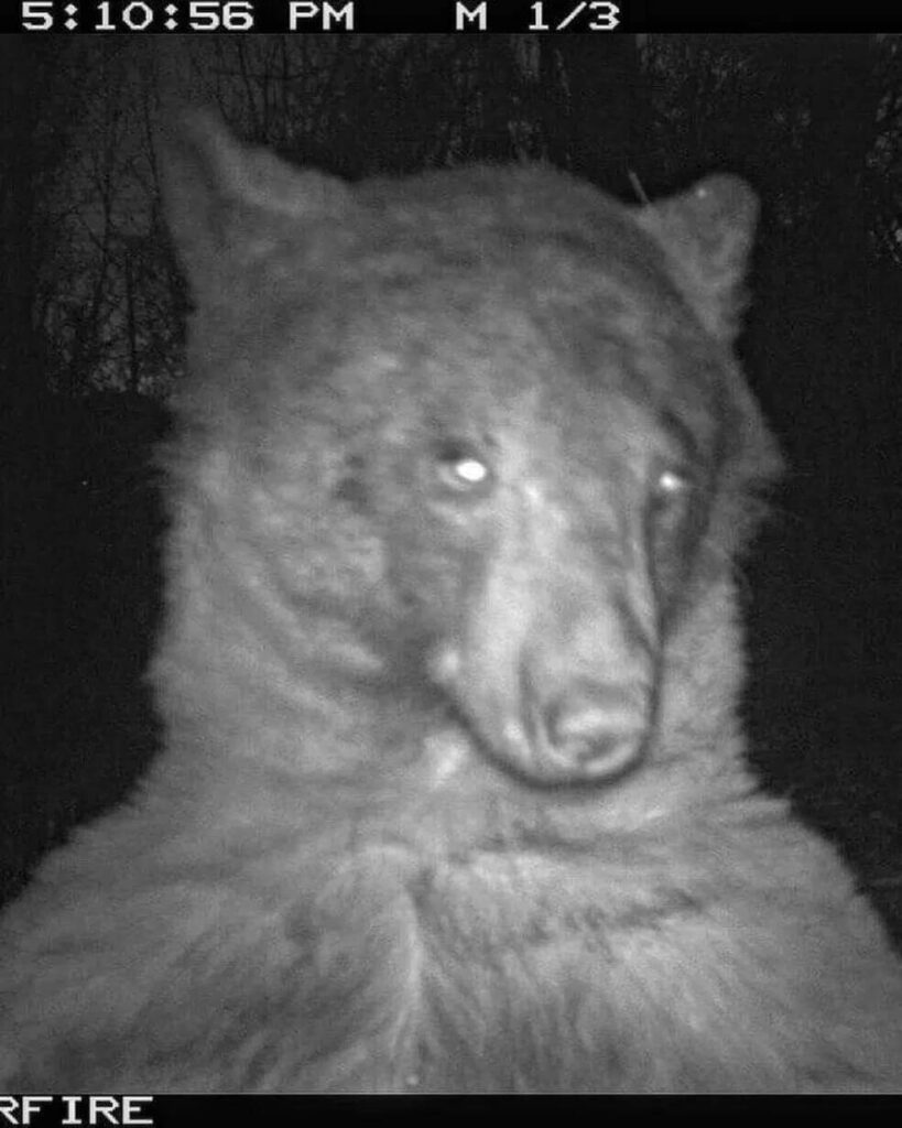 Urso tira fotos em câmera de parque