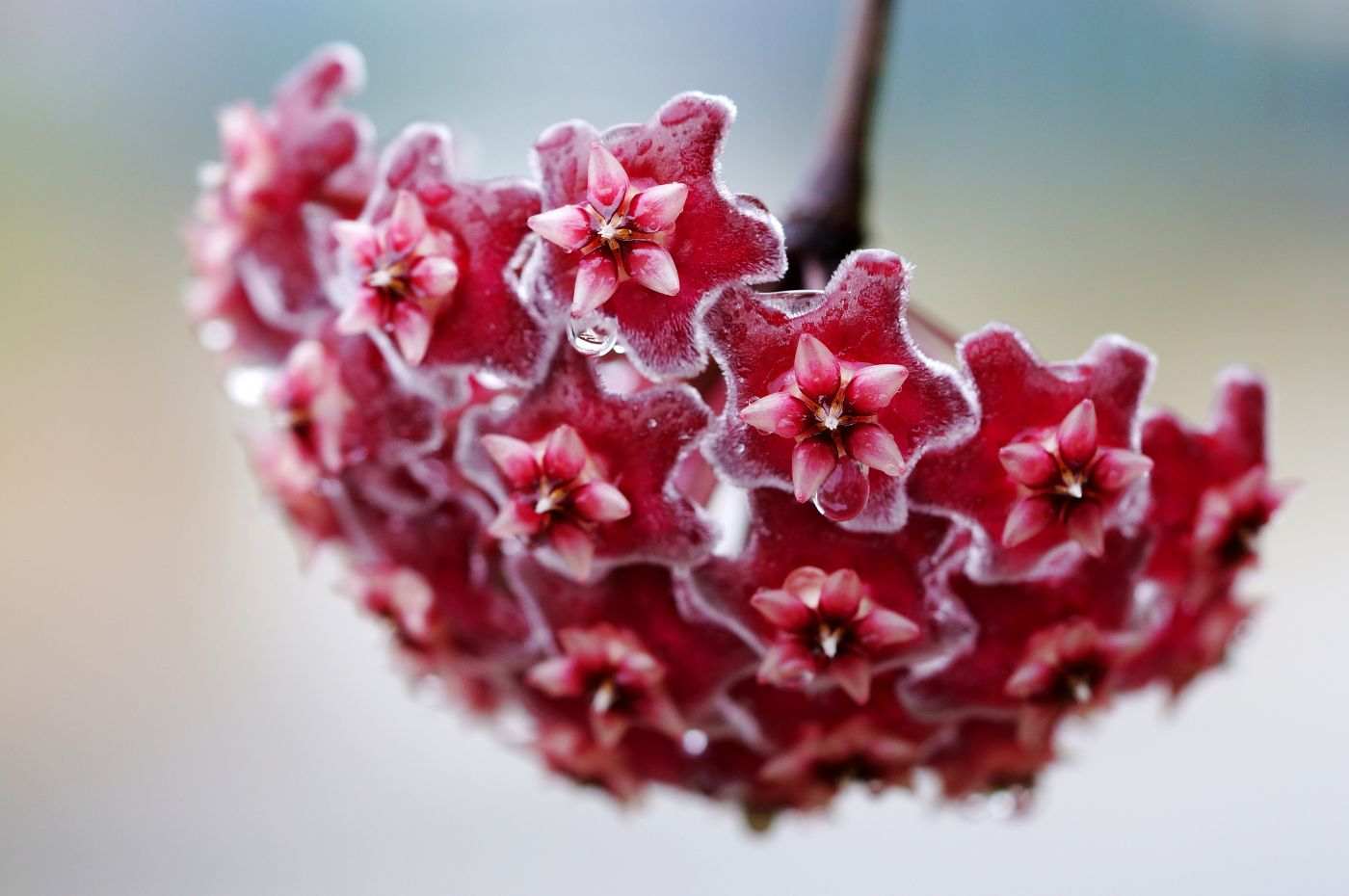 Conheça mais sobre a flor-de-cera e aprenda como cultivá-la