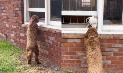 Cachorrinha espera na janela