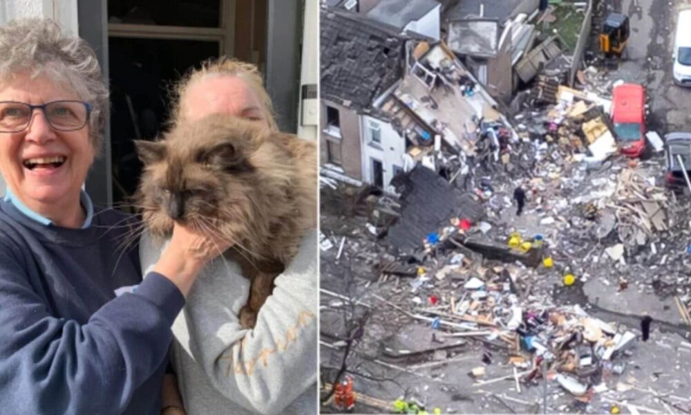 Gato é milagrosamente encontrado vivo seis dias depois de uma explosão