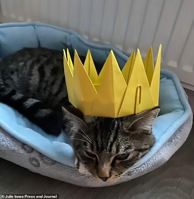 Gato com coroa de papel