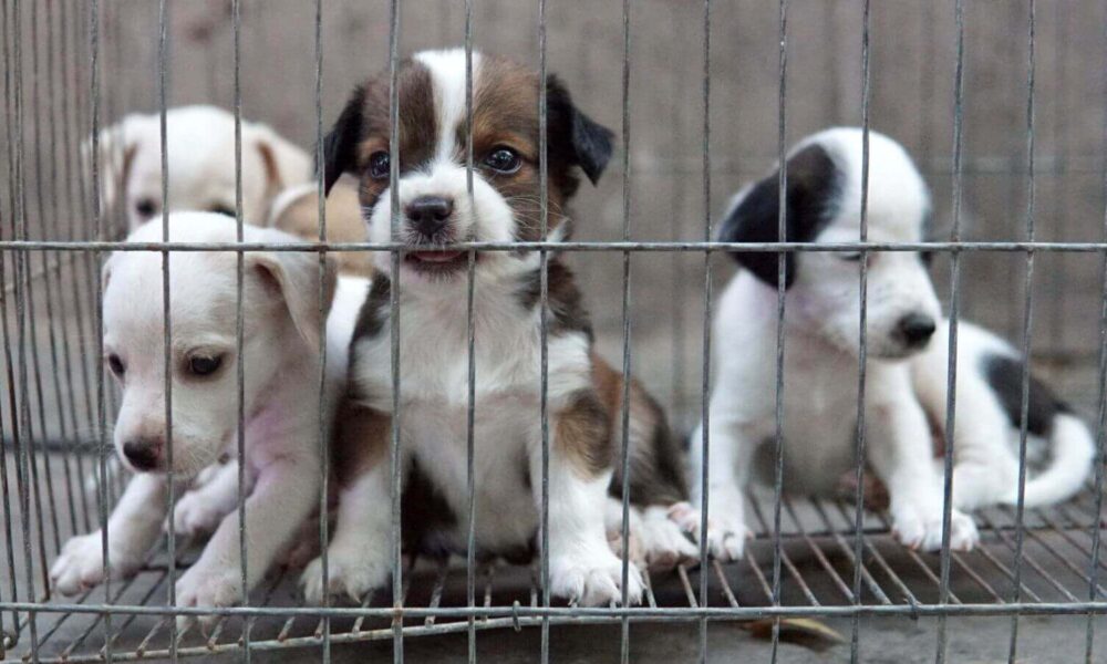 Cachorros em gaiola