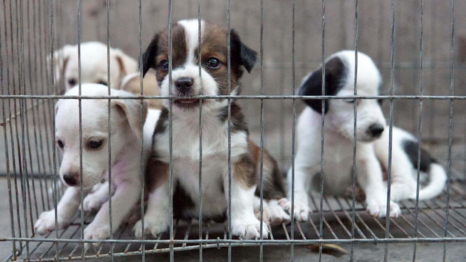 Cachorros em gaiola