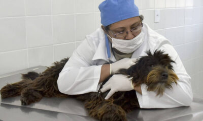 Veterinária segurando cachorro