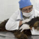 Veterinária segurando cachorro