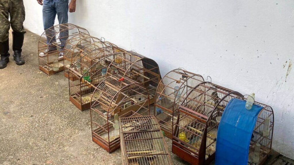 Pássaros presos em gaiolas