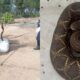 Mulher encontra cobra cascavel em Várzea Paulista