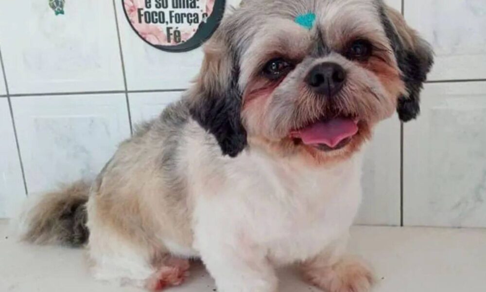 Ladrões roubam carro com cachorro dentro em Campo Limpo Paulista