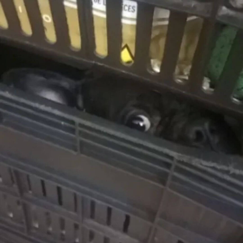 Operação de resgate salva mais de 100 cães em situação de maus-tratos em Jundiaí