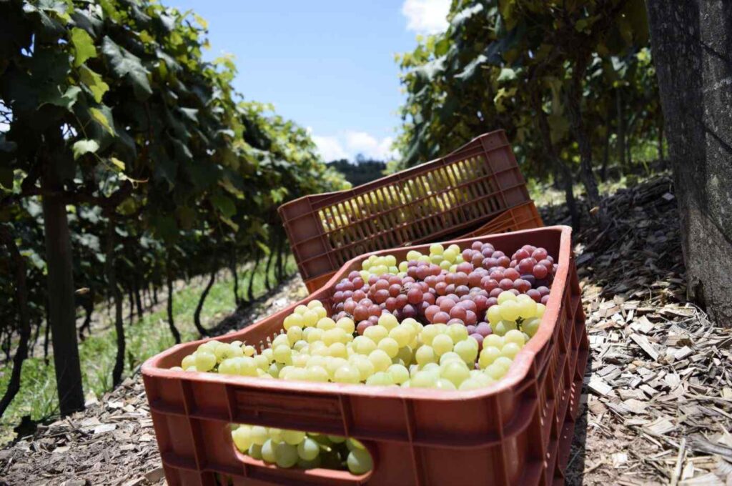 Turismo Rural de Jundiaí  inclui estabelecimentos da Rota do Vinho