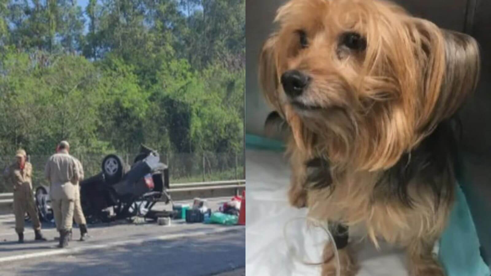 Cão é arremessado em acidente e corre 5 km até ser resgatado