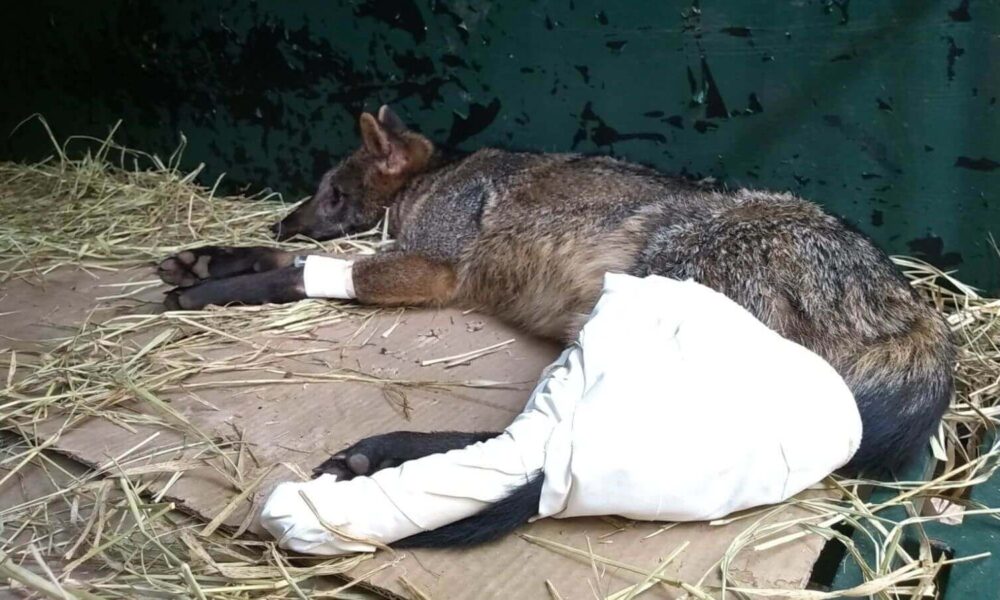 Mata Ciliar recebe cachorro-do-mato atropelado em Bragança Paulista