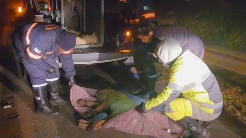 Mata Ciliar resgata onça-parda vítima de atropelamento em Cabreúva