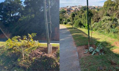Vândalos destroem mudas de árvores nativas no Parque Jardim Bertioga, em Várzea Paulista