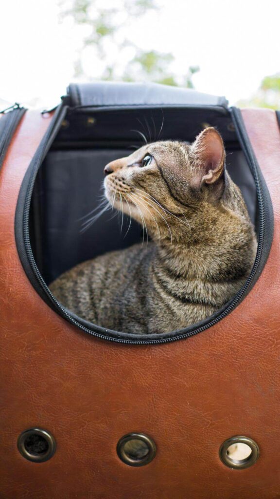 Gato em caixa de transporte