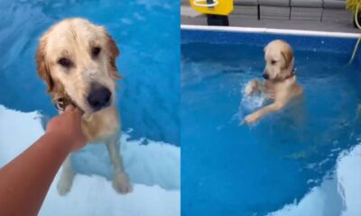 Cachorro é flagrado invadindo piscina do vizinho e se recusa a sair da água