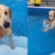 Cachorro é flagrado invadindo piscina do vizinho e se recusa a sair da água