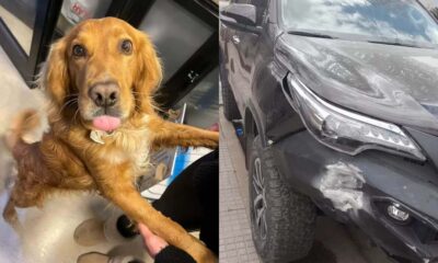 Cachorro entra em carro ligado e dirige até bater em uma parede