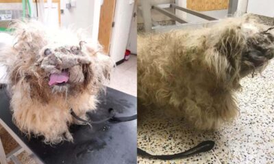 Cachorro que parecia uma 'pilha de trapos' passa por uma transformação incrível