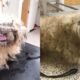 Cachorro que parecia uma 'pilha de trapos' passa por uma transformação incrível