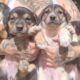 Feira do Empreendedor de Jundiaí tem ação de adoção de cães neste domingo (27)
